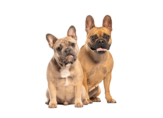 Hundeversicherung für Französische Bulldoggen